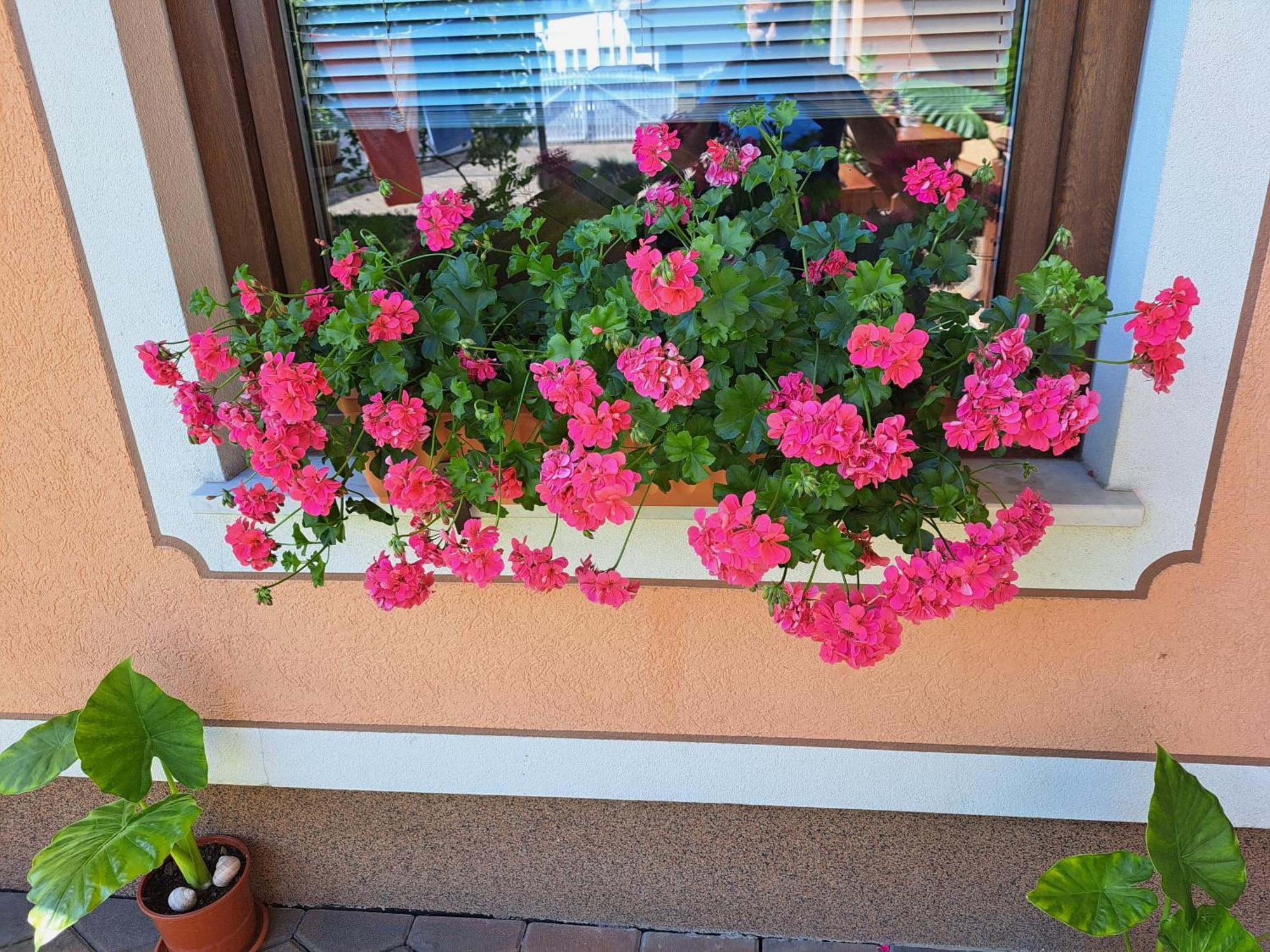 Guesthouse Zivko Dobrovce Εξωτερικό φωτογραφία